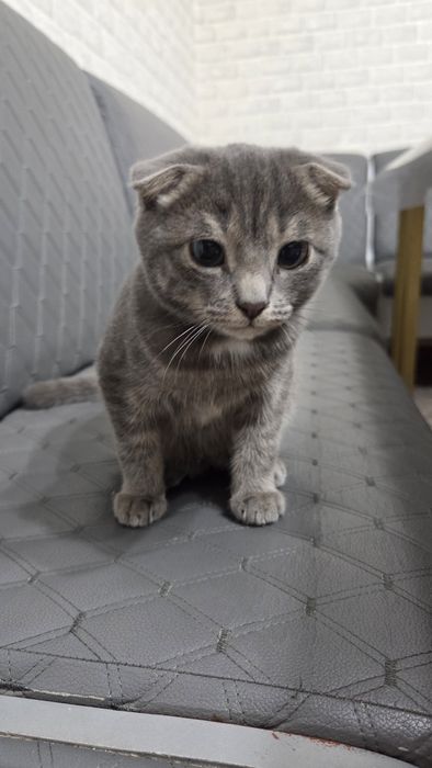 Шотландский вислоухий котенок
