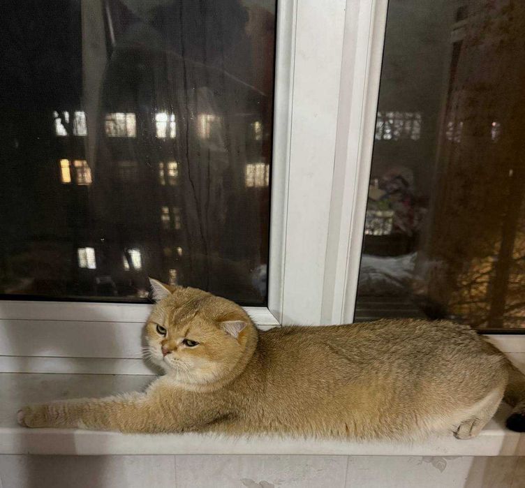 кот 2 года окрас Золотая ШИНШИЛЛА NY 12