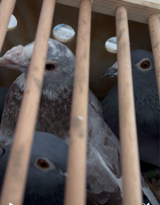 Porumbei de vanzare!