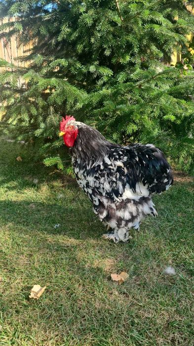 Vand  Brahma Herminat Deschis si Cochinchina Bobat