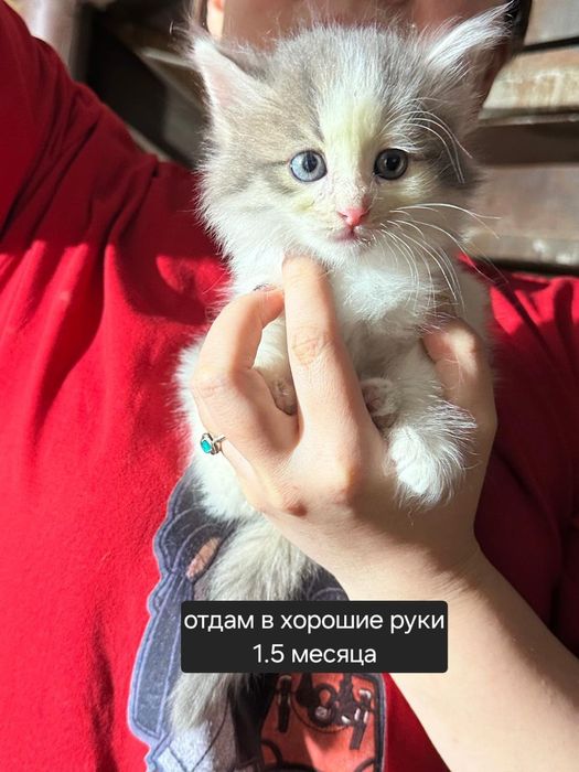 Котята 5 недель в добрые руки