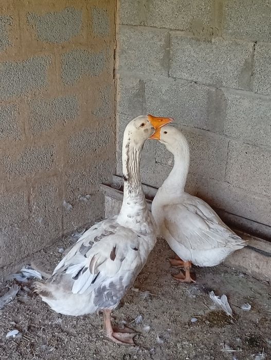 Продам Гусака и гусуня