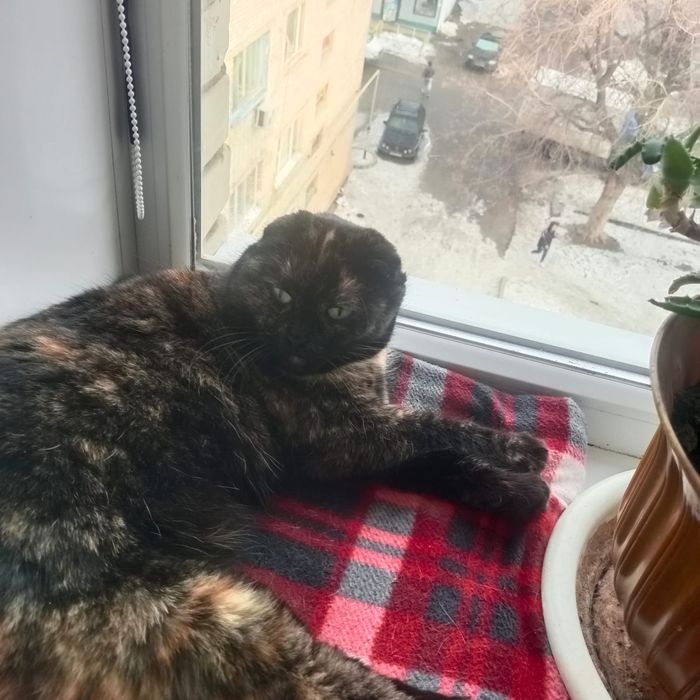 Отдам в добрые ручки