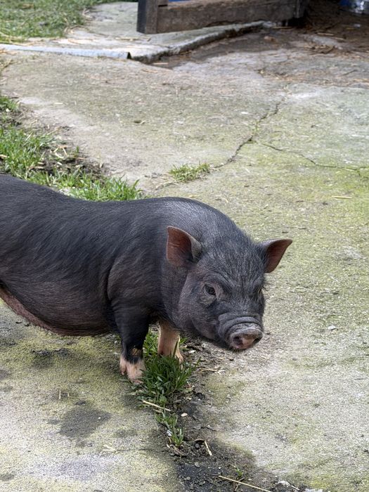 Виетнамски прасета