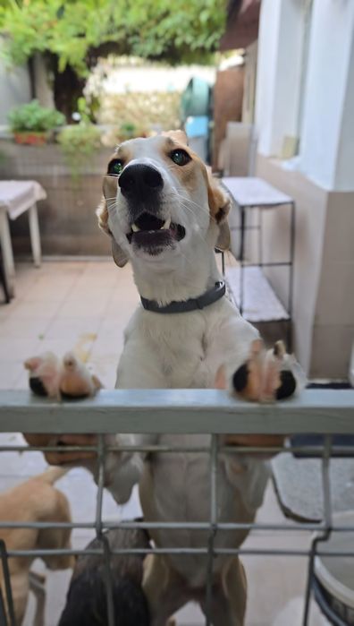 Adoptie caine Bucuresti foarte dragut si dresati