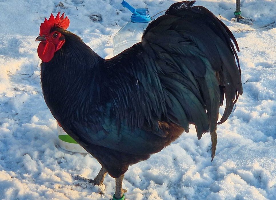 Cocoș Australorp negru,rasa pură