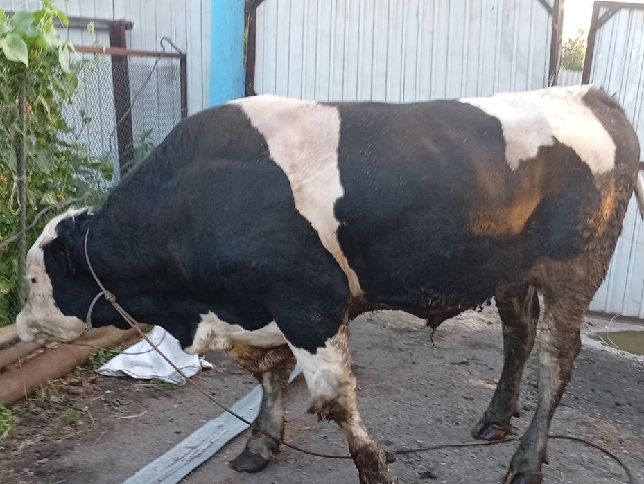 Продам быка симментала возраст 1.7