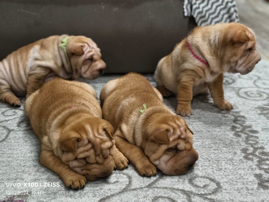 Очаровательные щенки шарпея.