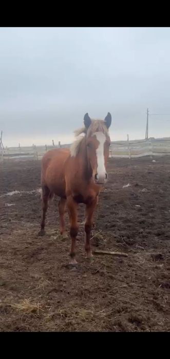 Откорм. Согым. Сатамын