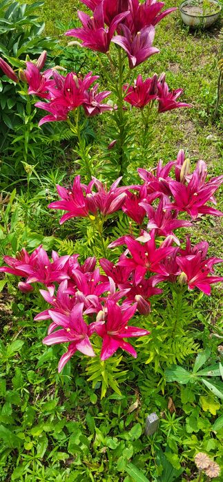 Продаётся дача. Срочно, торг.