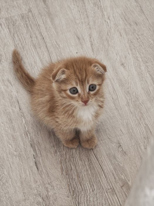 Котёнок шотландский вислоухий