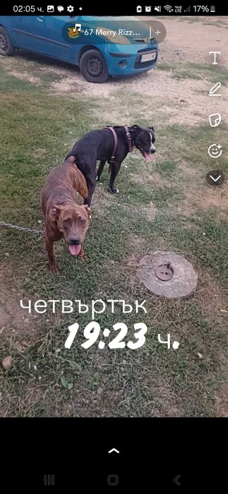 Малки бебета питбул