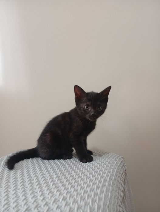 Котята бесплатно