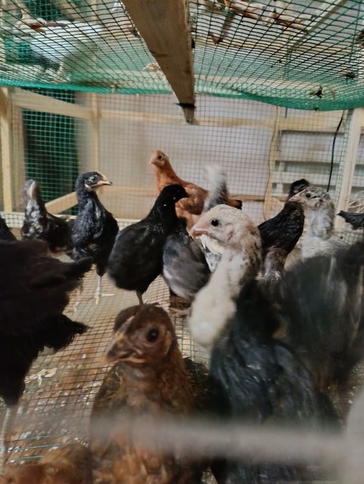 Жужалар сотилади