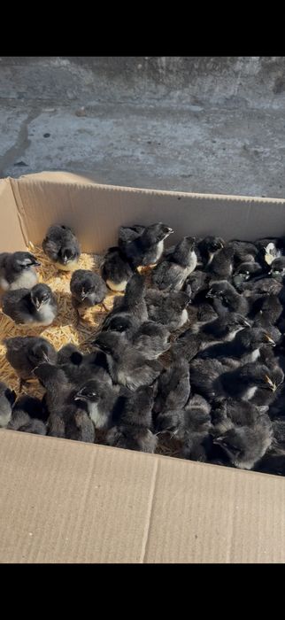 Jersi gigant джерси гигант жужалари