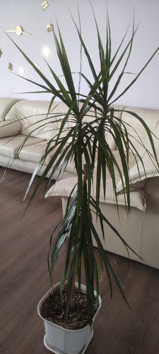 Драцена Юкка комнатные