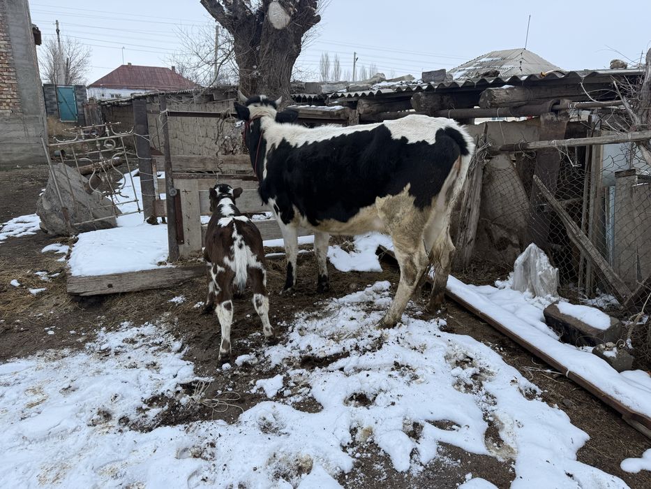 Бұзаулы сиырлар сатылады