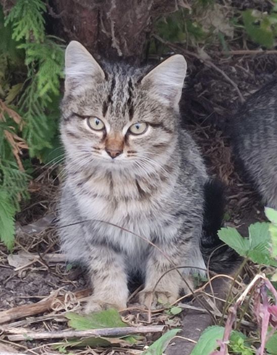 Котят бесплатно .