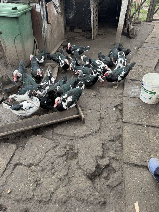 Vand rațe mute 50 lei buc