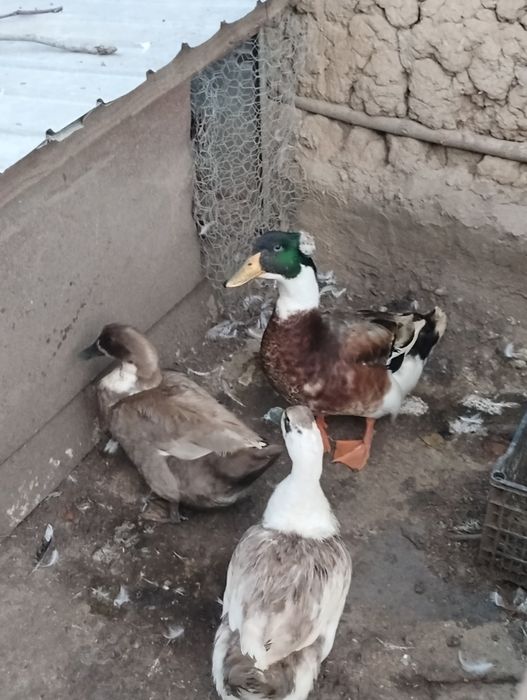 Vând rațe românești