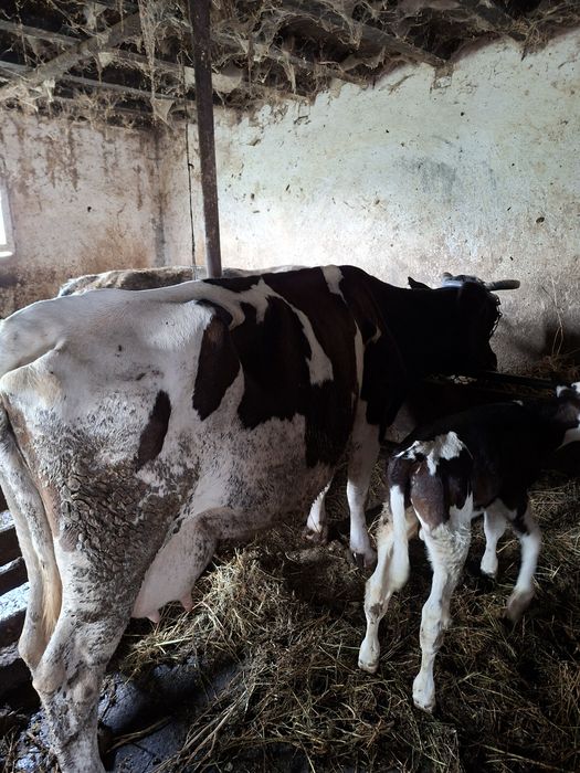Vaca de lapte cu vițel lângă ea