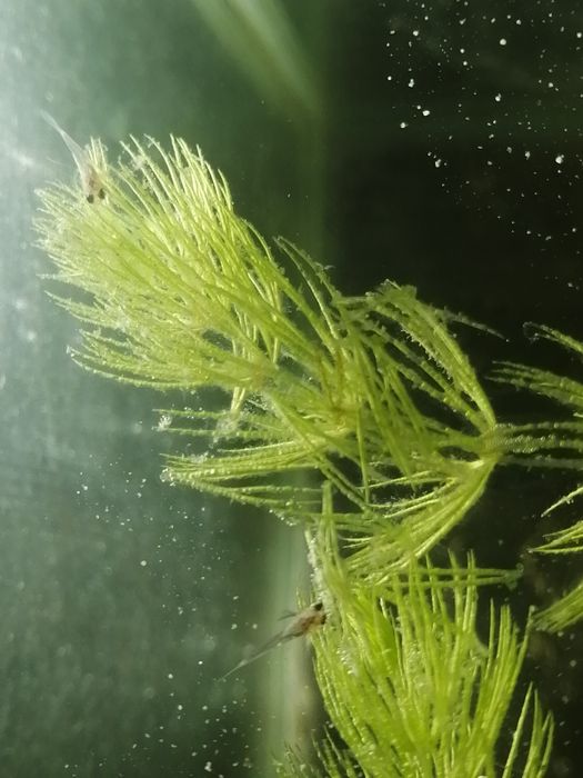 Мольки гуппи, красочные красивые.