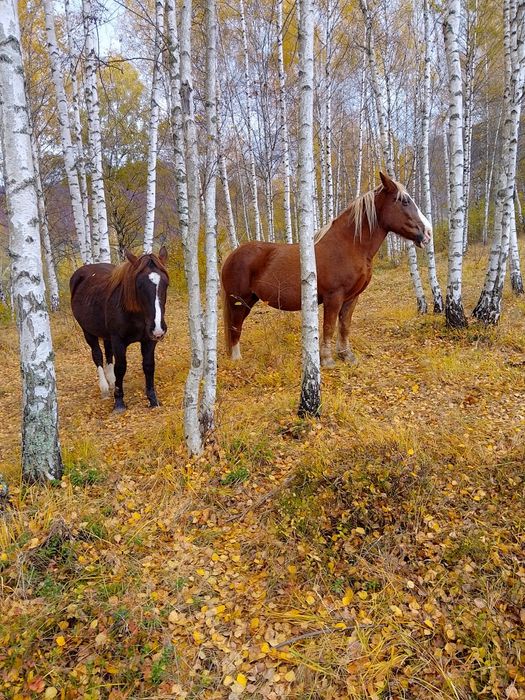 Vând cârlană de 2 ani