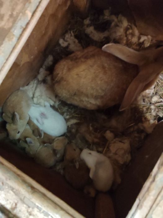 Она бола куйонлар 7 та боласи бор