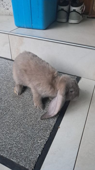 Vind iepuri rex si berbec german tatuați si cu certificat