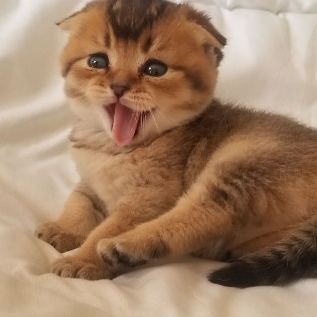 Шикарные милые котята подарят вам любовь и ласку