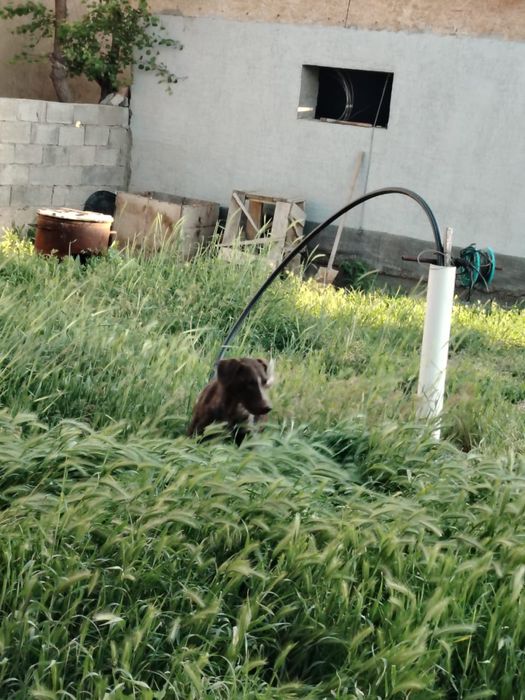 Охотничый щенок Кусхар 8 мес