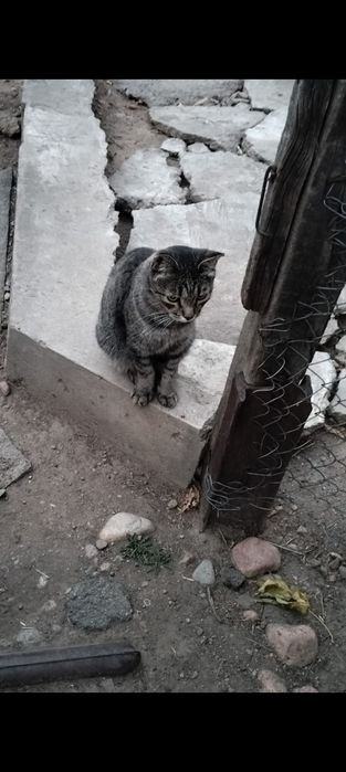 Отдам кота в добрые руки