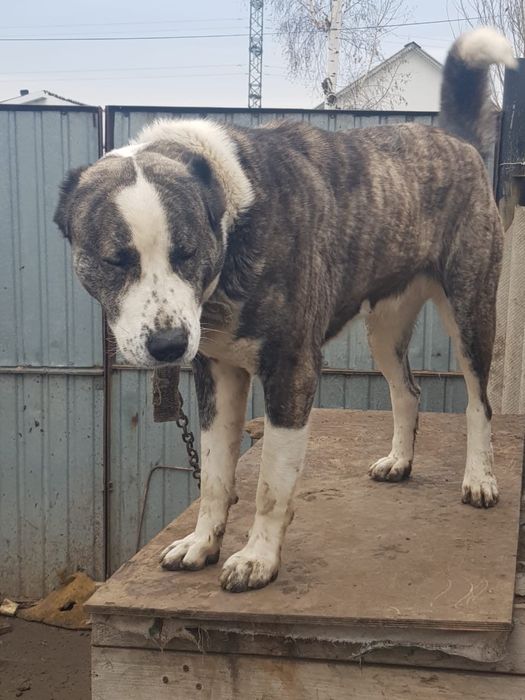 Продается собака породы тобет