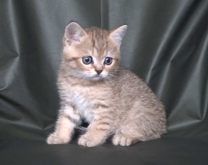 Шотландско и Британски късокосмести котенца