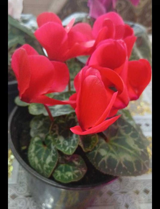 Долларовое,цикламен,женское счастье!