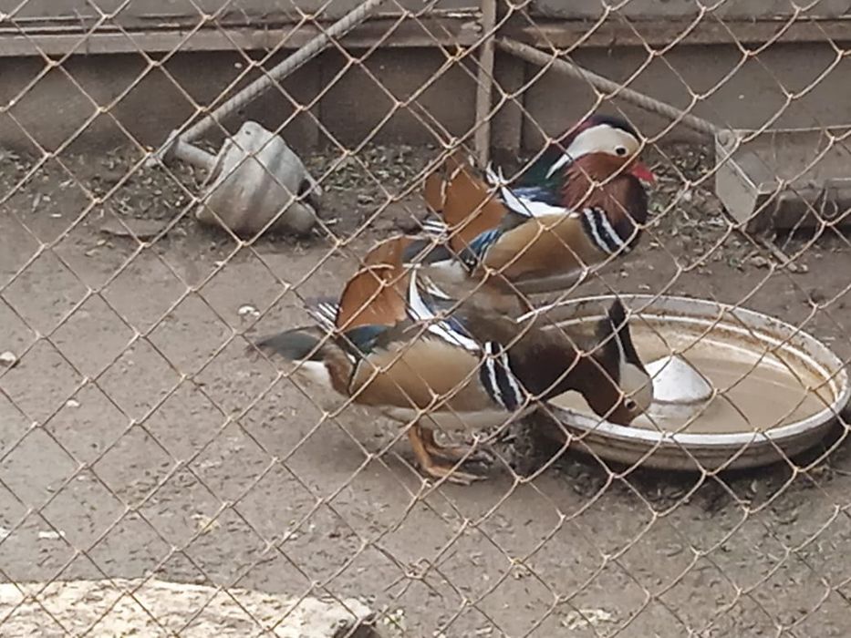 Утки мандаринки..