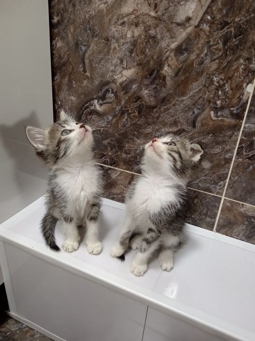 Продаёте котята Сотилади Мушу болачалари