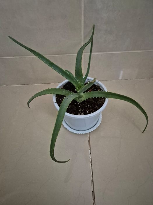 Цветы комнатные