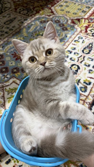 Котенок шотландский