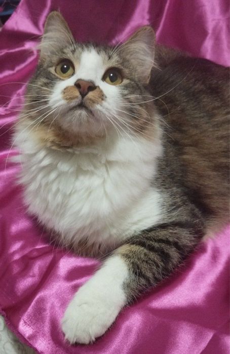 Кот Гром ищет дом!