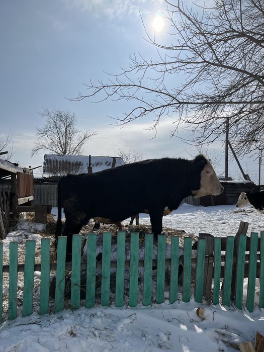 Продам быка 2 года