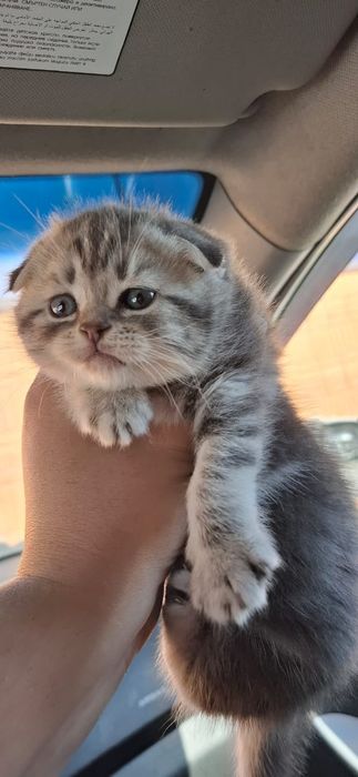 Вислоушки Нежные Плюшки.