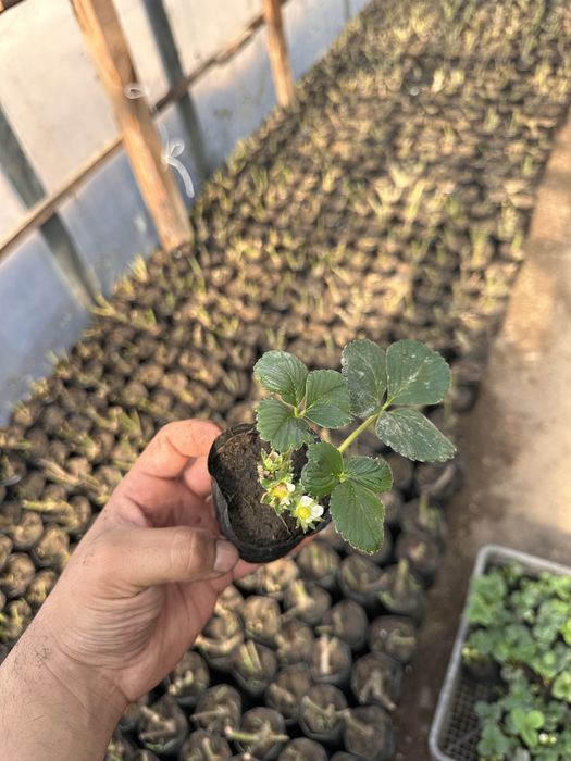 Рассада клубники