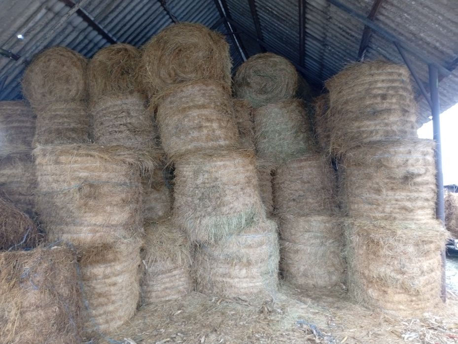 Vând baloți fan neplouati