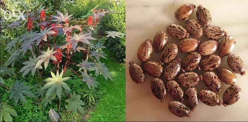 Seminte ricin - planta recolta proprie- (pretul e 1 leu/2 buc samanta)