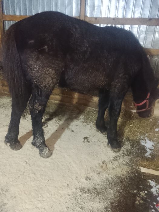 Vând mânz și iapă