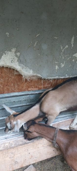 Vind doi tap de rasa  ,virsta 4 luni