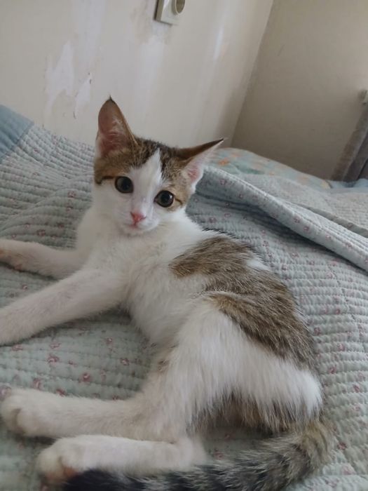 Отдам котенка мальчика