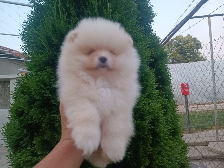 Померан/Померани