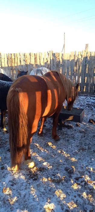 9 жасар Айғыр сатылады